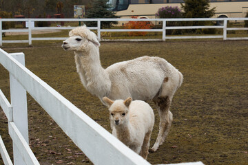 llama in the zoo