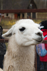 close up of a white llama