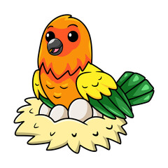 Cute sun conure parrot cartoon with eggs in the nest