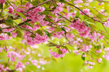 Sakura tree flowers in early spring. Blossoming season of cherry and plum trees. Background with selective focus