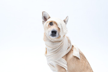 cachorro fantasiado de mumia para halloween