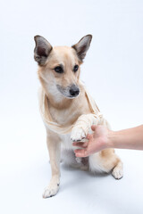 cachorro com a pata enfaixada