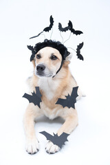 cachorro com fantasia de morcego para Halloween 