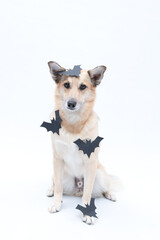 cachorro com fantasia de morcego para Halloween 