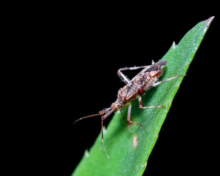 The four-spurred assassin bug, is a species of assassin bug, found in Caribbean and North america.