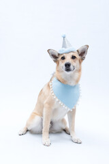 cachorro celebrando o aniversário com chapéu de parabens