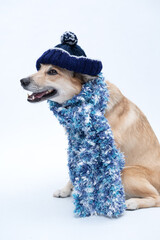 cachorro com cachecol azul para se aquecer no frio do inverno