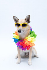 Cachorro com colar de flores para carnaval ou fantasia de havaiano