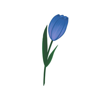 Blue Tulip