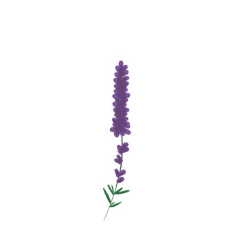 Dark Lavender