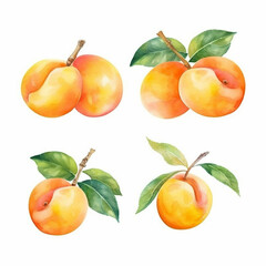 Beautiful watercolor illustration of an apricot.
