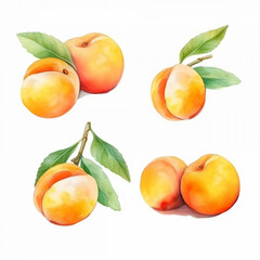 Naklejka na ściany i meble Artful watercolor illustration of an apricot.