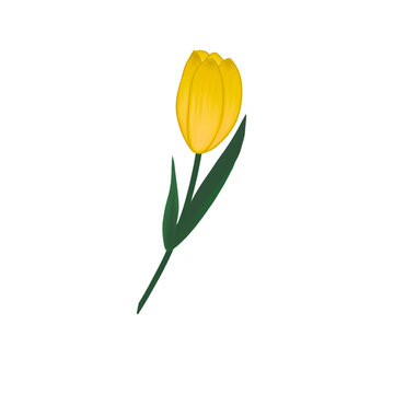 Yellow Tulip