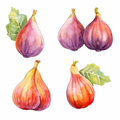 Obraz premium Watercolor image capturing a fig.