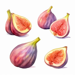 Fig in a vibrant watercolor.