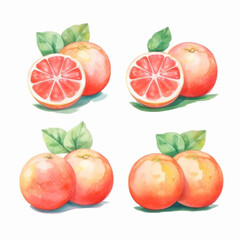 Grapefruit in a watercolor illustration.