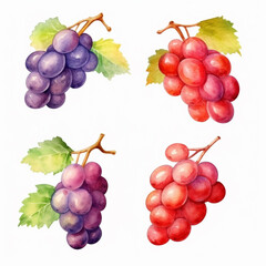 Watercolor illustration of grapes.