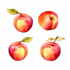 Nectarine in a watercolor illustration.