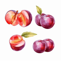 Beautiful watercolor artwork showcasing a plum.