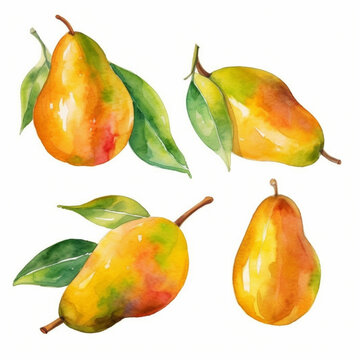 Watercolor image of a mango.