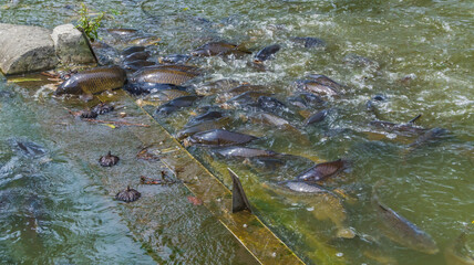 不忍池の餌に群がるコイ
