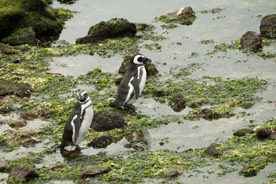 El ping&uuml;ino de Magallanes, denominado tambi&eacute;n ping&uuml;ino patag&oacute;nico, es una especie de ave de la familia de los ping&uuml;inos, que nidifica en las islas Malvinas y en las costas e islas de la Patagonia Arg.