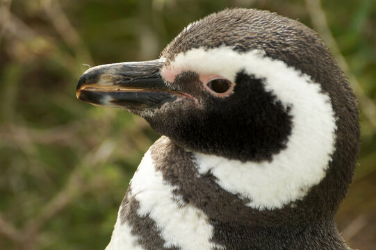 El ping&uuml;ino de Magallanes, denominado tambi&eacute;n ping&uuml;ino patag&oacute;nico, es una especie de ave de la familia de los ping&uuml;inos, que nidifica en las islas Malvinas y en las costas e islas de la Patagonia Arg.