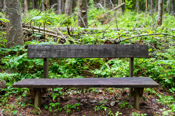 bench in the forest