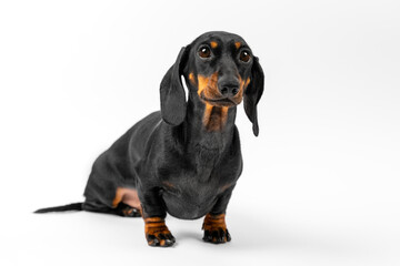 Small dog, thoroughbred dachshund, sits on its hind legs half-turned, looks at it with curiosity. Puppy training, sit command, obedience training. Naive defenseless pet attentively listens to owner