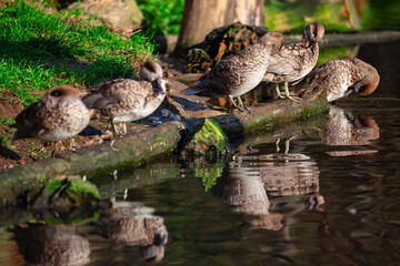 Naklejka na ściany i meble Ducks on the bank of a pond in a public park. Flock of waterfowl