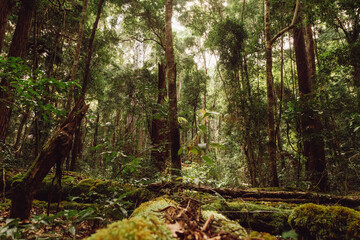 Rainforest on Fraser Island