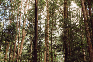 Rainforest on Fraser Island