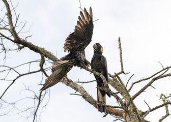 Yellow Tailed Black Cockatoo