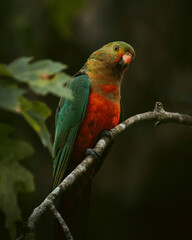 King Parrot Female sitting on a branch looking at the camera