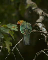 King Parrot Female sitting on a branch looking at the camera