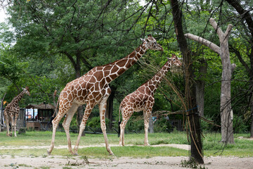 Naklejka na ściany i meble giraffe in the zoo