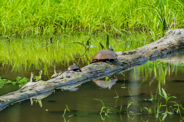 Turtles on a log