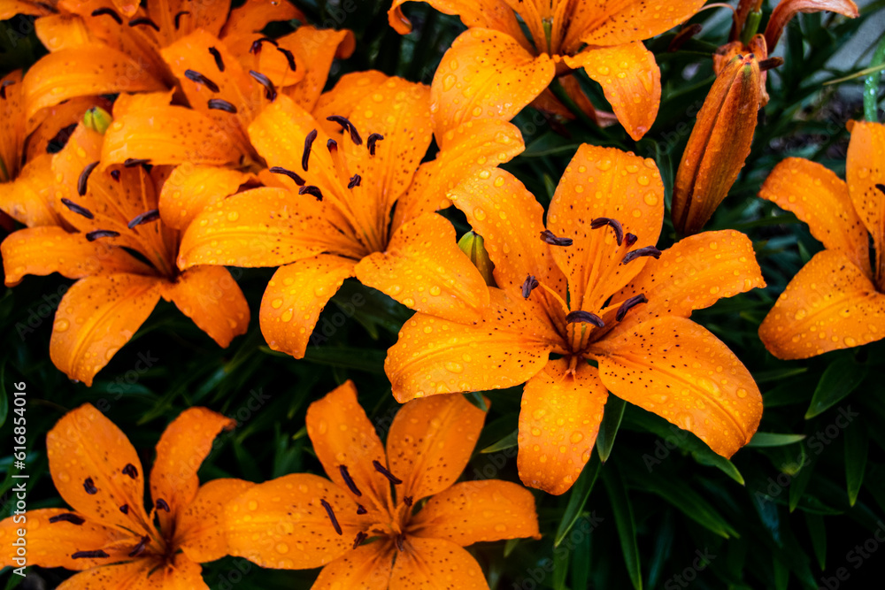 Wall mural orange lily flowers