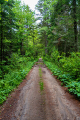 path in the forest