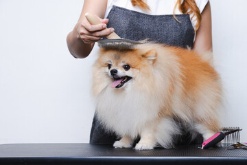 Female hand with furminator combing cute German spitz pomeranian dog fur, closeup.Concept of seasonal pet molting, dog and cat care at salon.