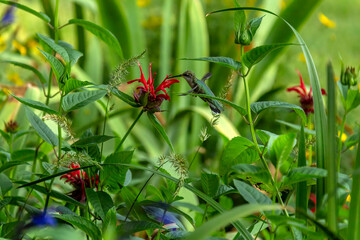 Hummingbird with a sage plant