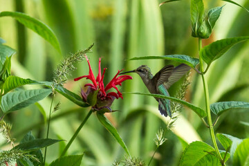 Hummingbird with a sage plant