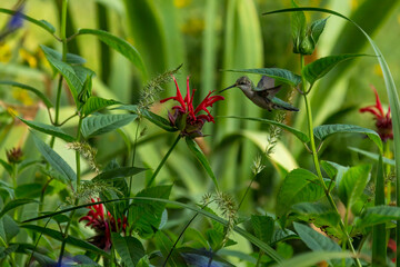 Hummingbird with a sage plant