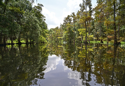 Distant Active Senior Kayaking On Fisheating Creek In Central Florida Under Summer Cloudscape Reflected In Calm Water Of Creek.