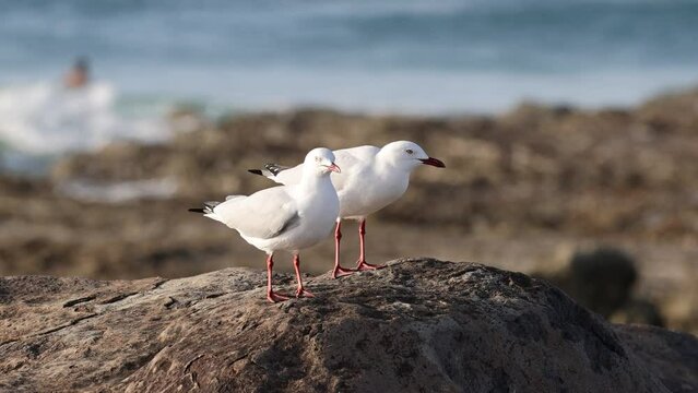 Red-Billed Gull Couple Standing on Beach Rock