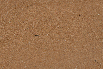 Fototapeta na wymiar Sand closeup, sandy texture, 