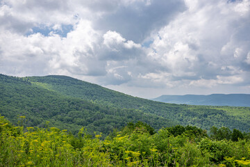 Fototapeta premium mongonhala