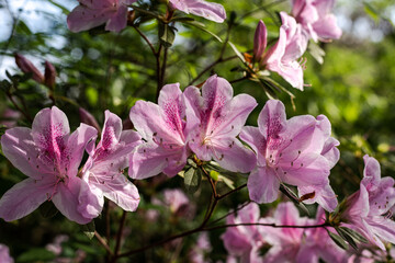 Azaleas blooming in the sunshine at the Ravine Gardens State Park