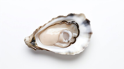 Fresh oysters on a white background
