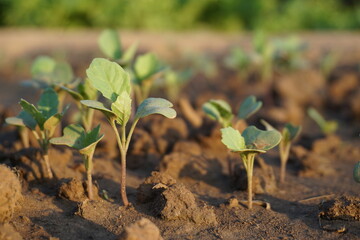 Green vegetables in agriculture farms and green salad are healthy food. 